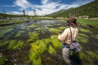 Bechler River Fly Fishing in Yellowstone National Park