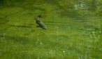 Cruising Trout