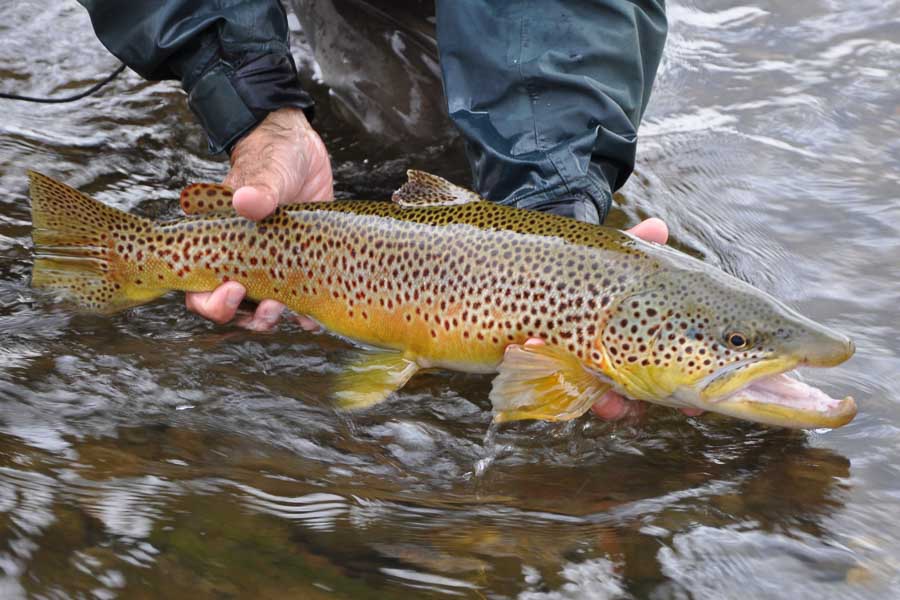 Engberg: Winter brown trout fishing