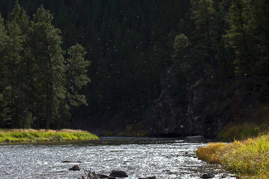 Smith River Fly Fishing | Montana Angler