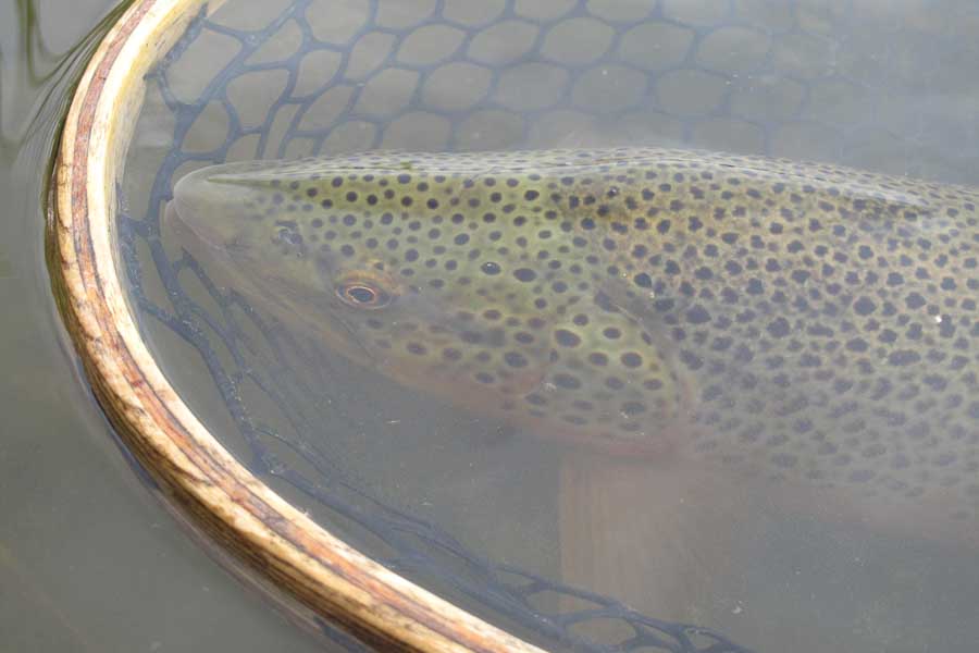 Burns Lake Private Water | Montana Angler