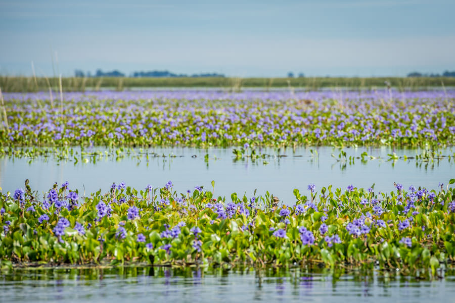 Hyacinth Swim Top - Monarch – Advent Intimates