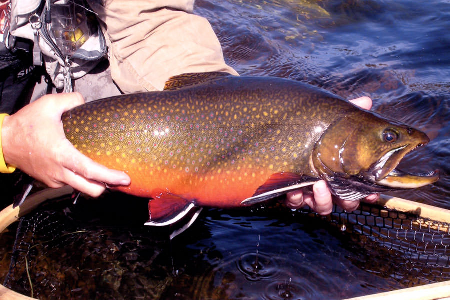 Fly Fishing Gear – Brook Trout Fishing Guide