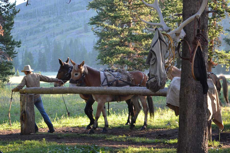 Montana Wilderness Horse Pack Fishing Trips