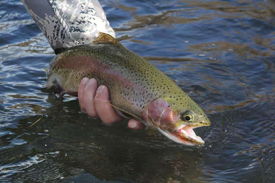 Fly Fishing Midwestern Spring Creeks-Angler's Guide to Trouting