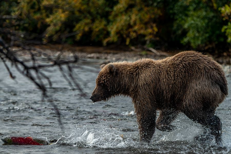 Intricate Bay Lodge | Alaska Fly Fishing with Montana Angler