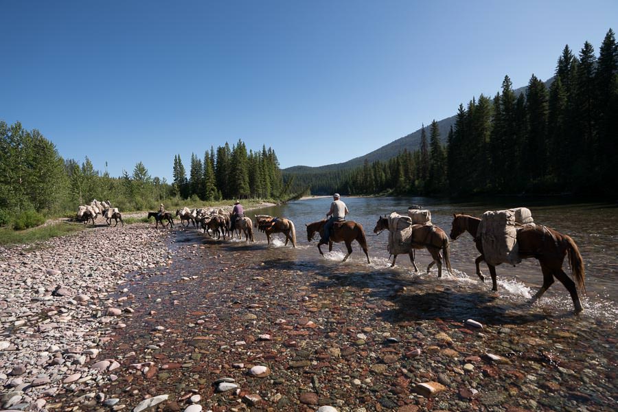 A DIY Pack Mule Fishing Adventure in the Bob Marshall Wilderness:  Cutthroats and Bull Trout on the Flathead River