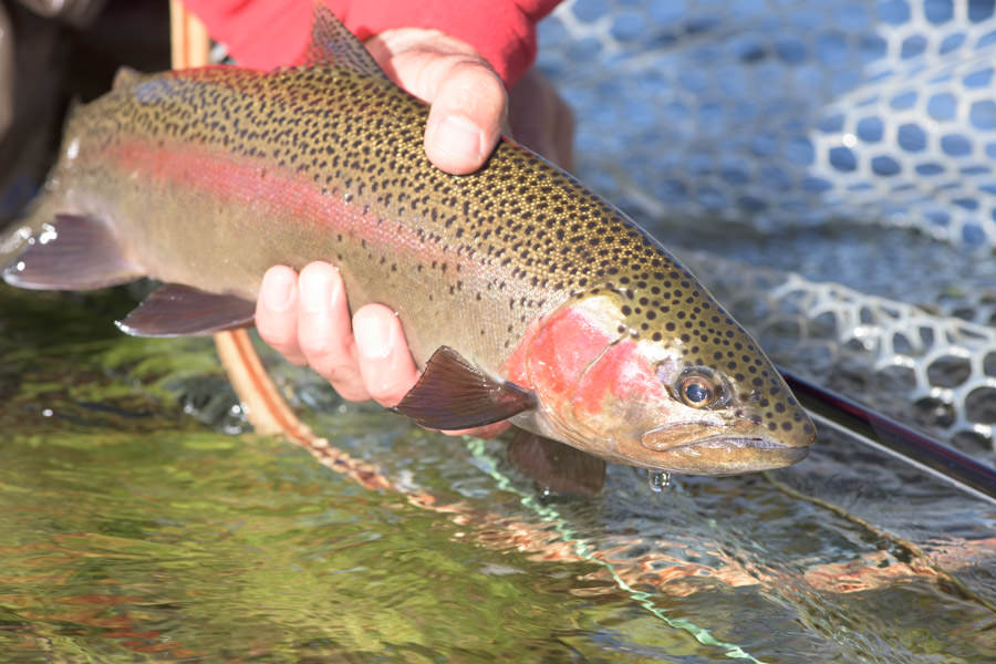 YELLOWSTONE JUMPERS - Fly Fishing the GALLATIN RIVER in MONTANA 