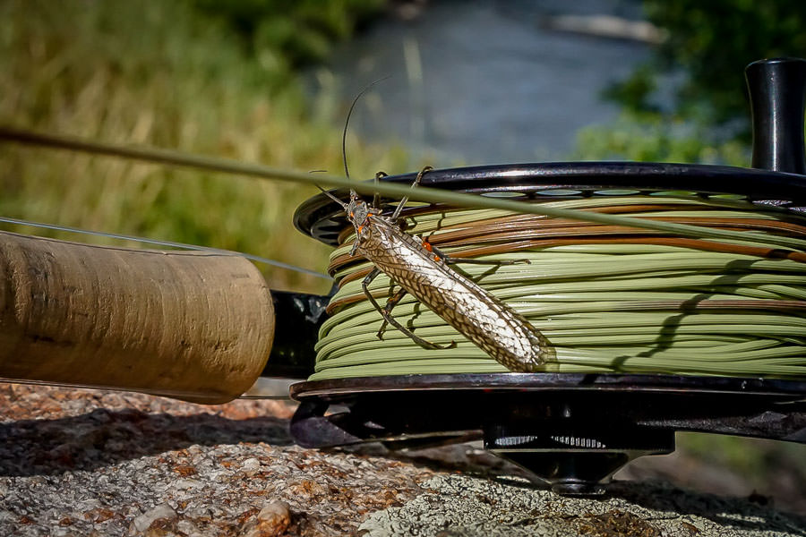 Fly Fishing Montana's Salmonfly Hatch
