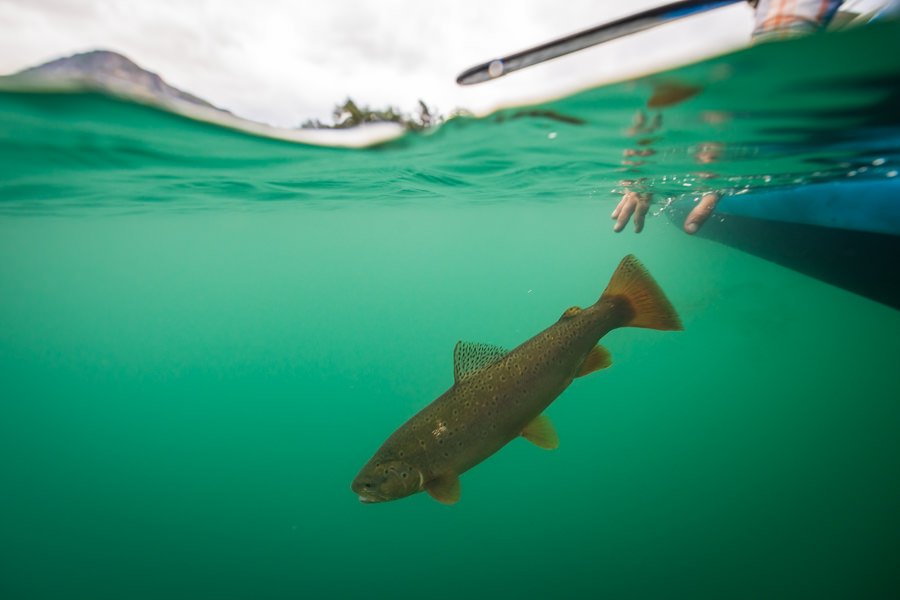 Fly Fishing in Argentina  The South America Specialists™