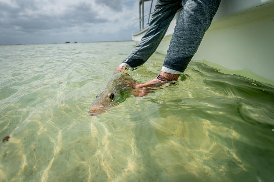 ᐅ Biscayne Canal fishing reports🎣• Golden Glades, FL (United States)  fishing