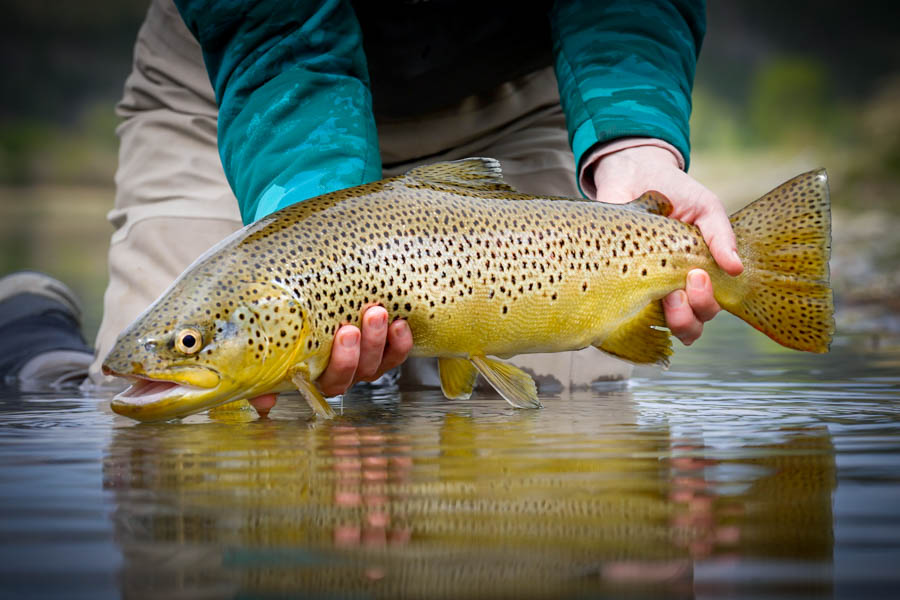 Top 5 Trout Spey Flies of 2022  Missouri River Fly Fishing 