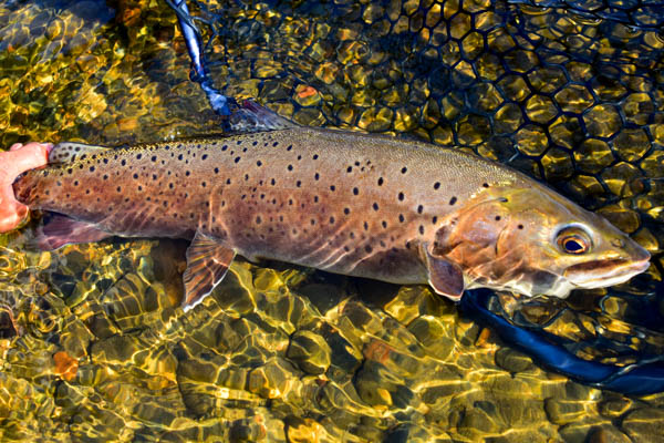 Mongolia Taimen Hosted Fishing Trip 