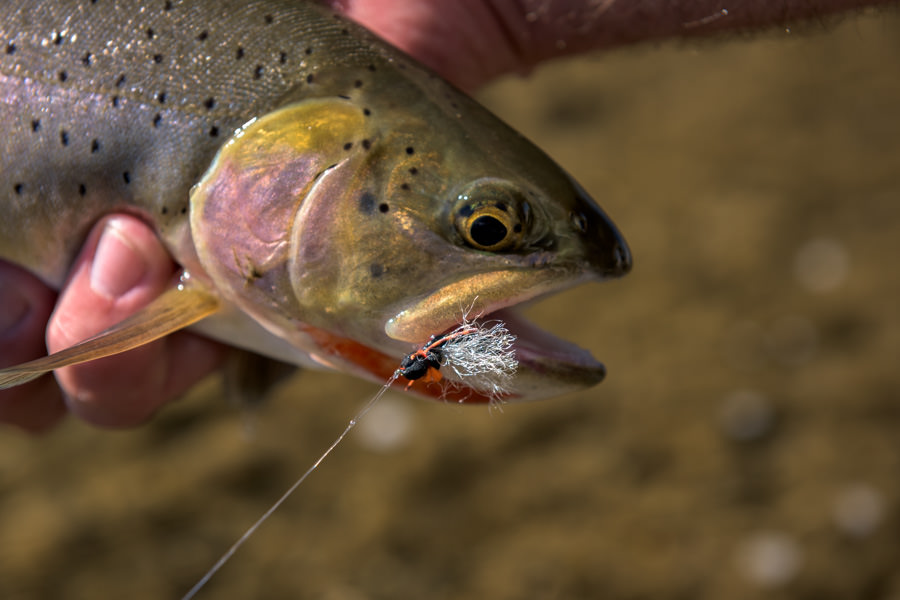 Guided Fly-Fishing Trips in Yellowstone National Park