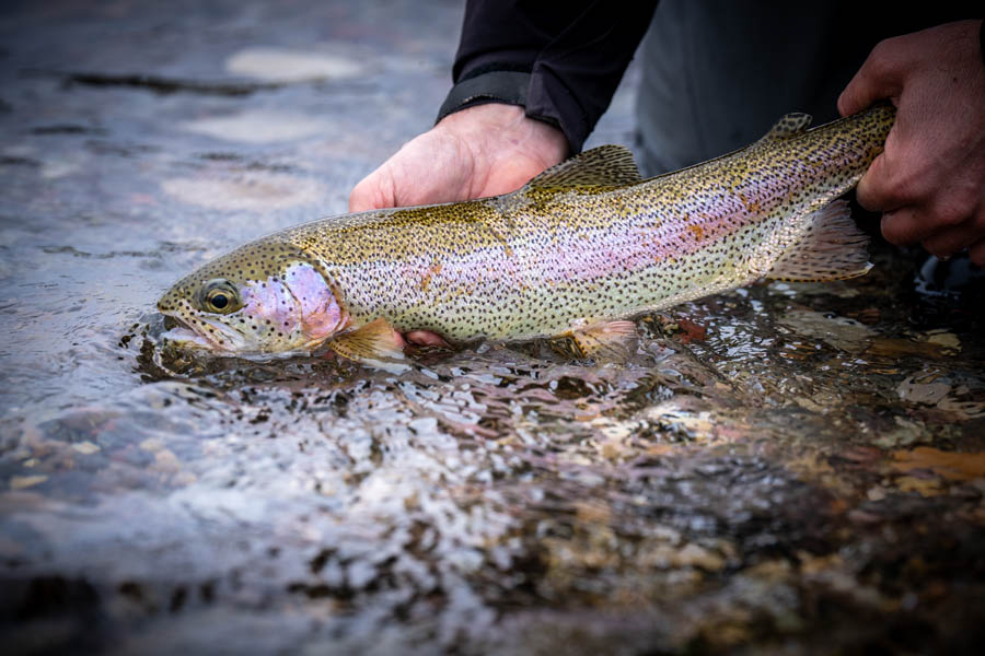 Montana Angler fly fishing trips Missouri River rainbow trout